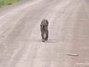 Viral Video Diduga Macan Dahan Berkeliaran, Damkar Kotabaru Selidiki