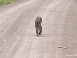 Viral Video Diduga Macan Dahan Berkeliaran, Damkar Kotabaru Selidiki