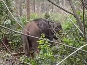 Video: Momen Menegangkan Balai Besar KSDA Riau Selamatkan Anak Gajah Kena Jerat