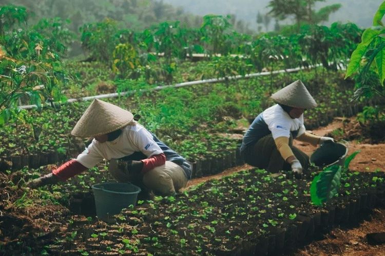 Astra Melesatkan Kopi Garut: Petani Berdaya, Omzet dan Ekspor Mendunia