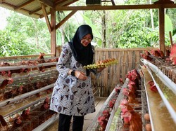 Unik, Desa Pakel Banyuwangi Bagi Telur Gratis dari Peternakan