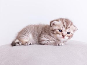 Tak Boleh Sembarangan, Ini 7 Tips Memberi Makan Anak Kucing Sesuai Usianya