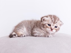Tak Boleh Sembarangan, Ini 7 Tips Memberi Makan Anak Kucing Sesuai Usianya