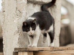 10 Cara Mengusir Kucing Liar di Rumah Tanpa Menyakiti, Bisa Pakai Bahan Alami!