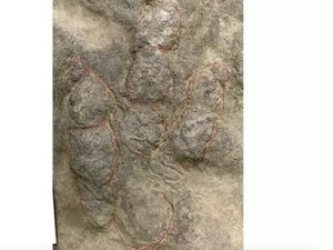 Dikira Batu Biasa, Lantai Teras Ternyata Jejak Dinosaurus 190 Juta Tahun