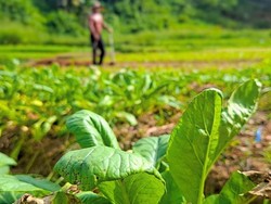 Harga Sayur Sawi di Tarakan Meroket Jelang Natal, Petani Ungkap Sebabnya