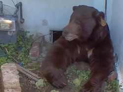 Makhluk Buas Tak Diundang Ini Bikin Pemilik Rumah Lelah Tak Karuan