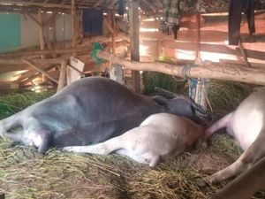 3 Kerbau Mati Tersambar Petir di Wonotunggal Batang