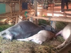 3 Kerbau Mati Tersambar Petir di Wonotunggal Batang