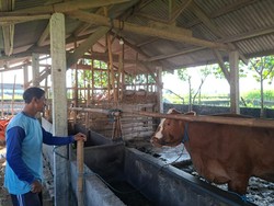 3 Ekor Sapi Milik Warga Blitar Raib Dicuri dalam Semalam