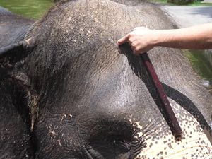 Heboh Tudingan Penyiksaan Gajah di 3 Objek Wisata Bali