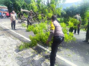 Pohon Tua Tumbang di Jalan Raya Singaraja-Gilimanuk, Lalin Macet 1 Jam