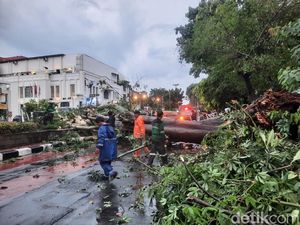 Penampakan Pohon Tumbang di Pinangsia Jakbar Tutup Jalan