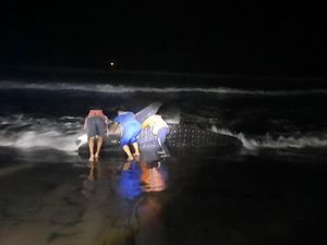 Ikan Raksasa Naga Lintang Terdampar di Pantai Kulon Progo