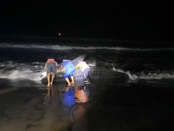 Ikan Raksasa Naga Lintang Terdampar di Pantai Kulon Progo