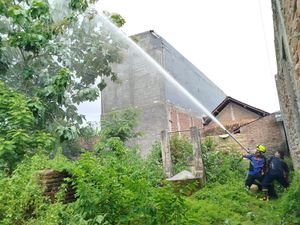 Tawon Vespa Raksasa di Pohon Jati 15 M Teror Warga Siman Ponorogo