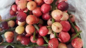 8 Buah Endemik Indonesia Ini Mulai Langka, Tahu Namanya?