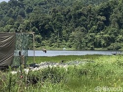 Kabar Gembira! Populasi Elang Jawa Kini Tembus 1.000 Ekor