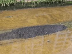 Warga Singapura Kaget Lihat Ribuan Lele-Wings Air Terbang ke Bandara Husein