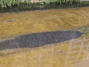 Warga Komplek Bingung, Ada Ribuan Lele Bergerombol di Kanal Air