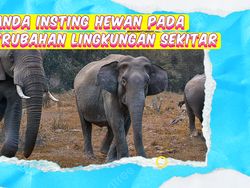 Video KuTips: Tanda-tanda Respons Hewan pada Perubahan Lingkungan