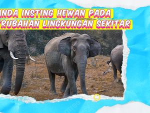 Video KuTips: Tanda-tanda Respons Hewan pada Perubahan Lingkungan