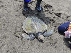 Penyu Lekang Lemas Terdampar di Pantai Glagah, Diduga Alami Radang Paru-Paru