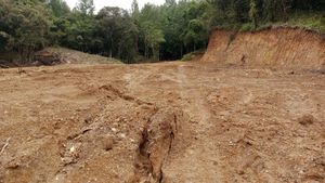 Potret Puluhan Hektare Hutan Lindung Gundul di Gowa Akibat Illegal Logging