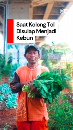 Video: Bercocok Tanam di Bawah Kolong Jalan Tol