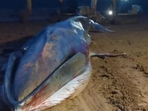 Penampakan Paus 16 Meter Mati Usai Terdampar di Area Tambang Morowali Utara