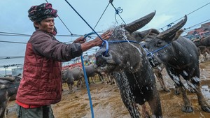 Pasar Kerbau Toraja Utara, Pusat Jual Beli Hewan Adat
