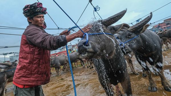 Pasar Kerbau Toraja Utara, Pusat Jual Beli Hewan Adat