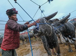 Pasar Kerbau Toraja Utara, Pusat Jual Beli Hewan Adat