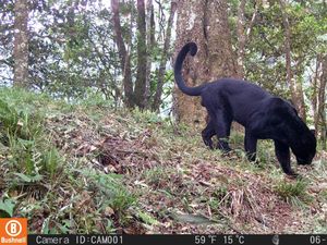 Macan Tutul Ciremai, Predator Puncak yang Kini Terjepit Habitat