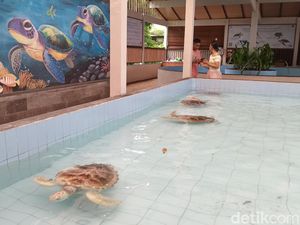 Penangkaran Penyu di Sanur Jadi Destinasi Wisata Edukatif Gratis