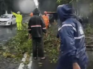 Sejumlah Pohon Tumbang Saat Hujan Deras-Angin Kencang di Surabaya