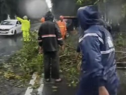Sejumlah Pohon Tumbang Saat Hujan Deras-Angin Kencang di Surabaya
