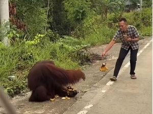 Video Viral Orang Utan Diberi Makan Pengendara di Jalanan Kaltim