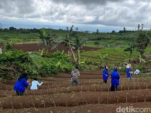 7 Hektare Kebun Teh Dialihfungsikan jadi Lahan Murbei di Sukabumi