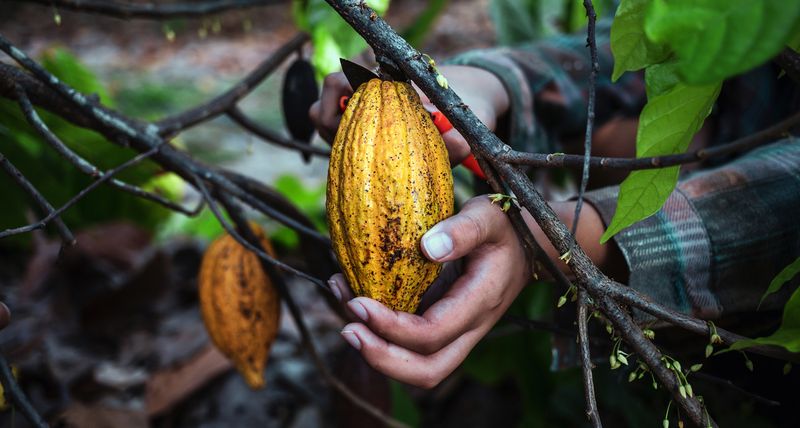Cokelat Punya Sisi Kelam? Ini 5 Fakta di Balik Camilan Favorit Dunia