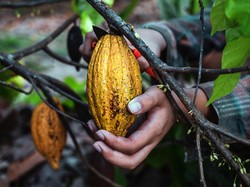 Pemerintah Geber Hilirisasi Cokelat-Kopi dan Naikkan Produksi Ayam di 2026