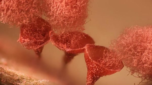 Foto Dunia Mikro Ini Nyata, Bukan Editan Photoshop!