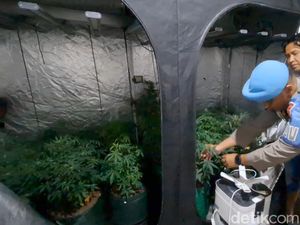 Pertanian Ganja di Kontrakan Jombang Sudah Sekali Panen dalam 3 Bulan