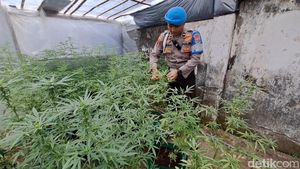 Polisi Gerebek Pertanian Ganja di Jombang