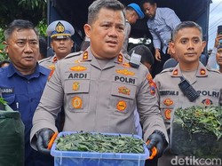 Rumah Pertanian Ganja di Jombang Tak Pernah Tercium Warga