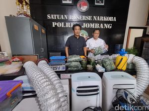 Polisi Tetapkan 2 Tersangka Pertanian Ganja di Rumah Kontrakan Jombang