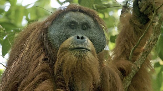 orangutan tapanuli