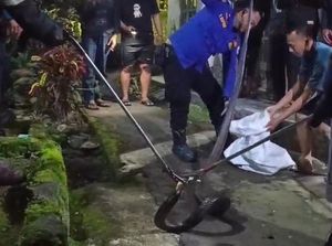 Kobra Jumbo 4,5 Meter Kepergok Ngumpet di Got Kuningan