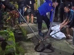 Kobra Jumbo 4,5 Meter Kepergok Ngumpet di Got Kuningan