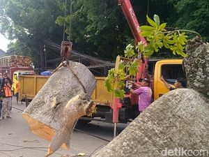 Pohon Randu Raksasa Tumbang di Jalan Raya Pekalongan gegara Lapuk
